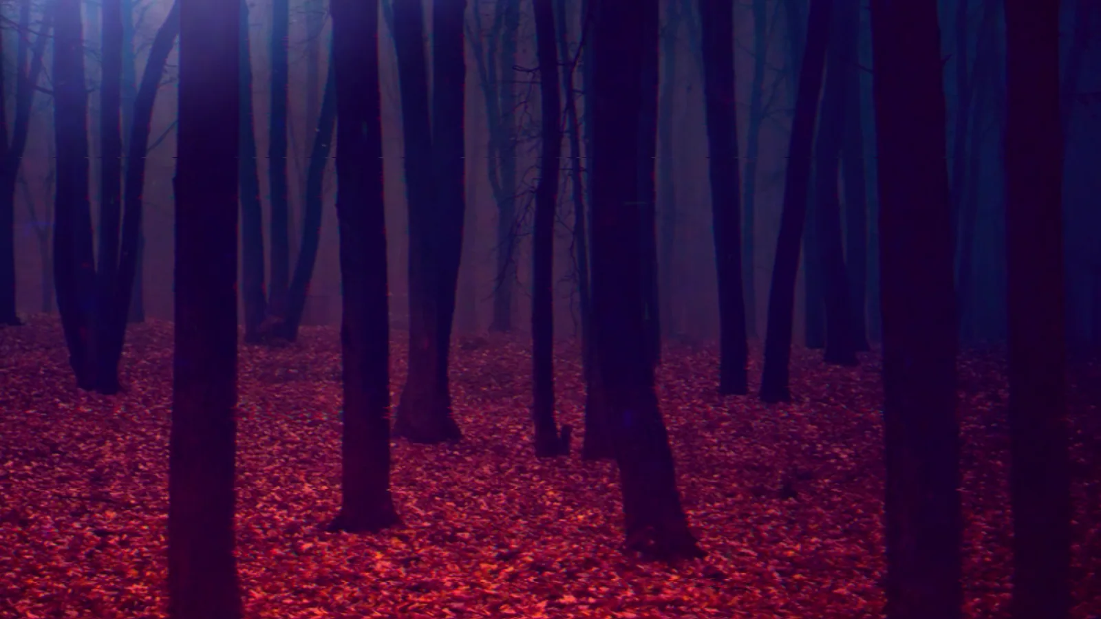 Backrooms Level 14 Red Forest