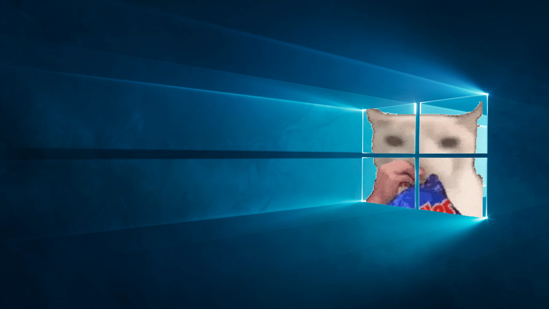 Cat Peeking through the Windows 10 Logo
