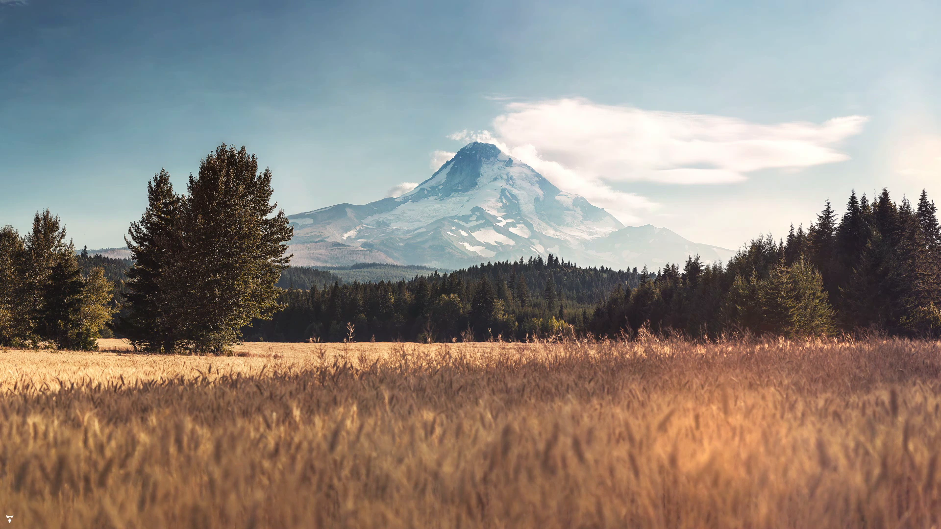 Golden Field Beneath Mount Hood