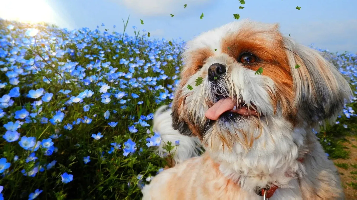 Shih Tzu Blondy