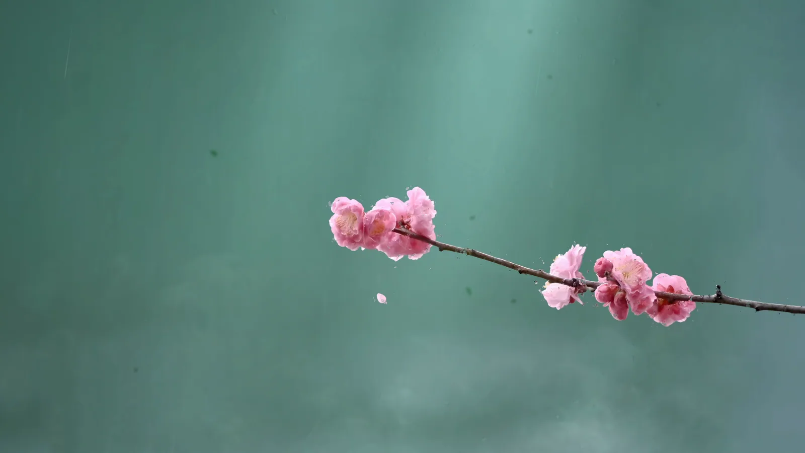 Spring Blossom Minimal