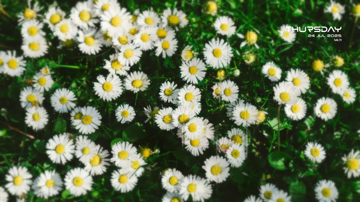 Sunlit Daisy Meadow wallpaper preview