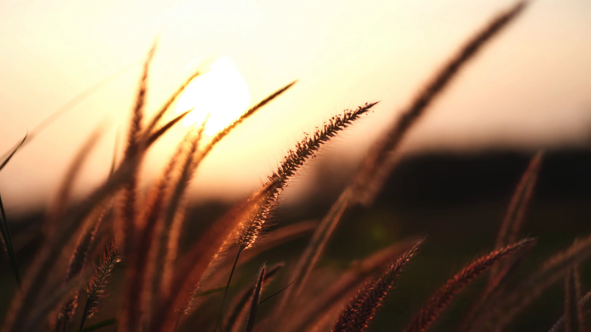 Wheat at Sunset
