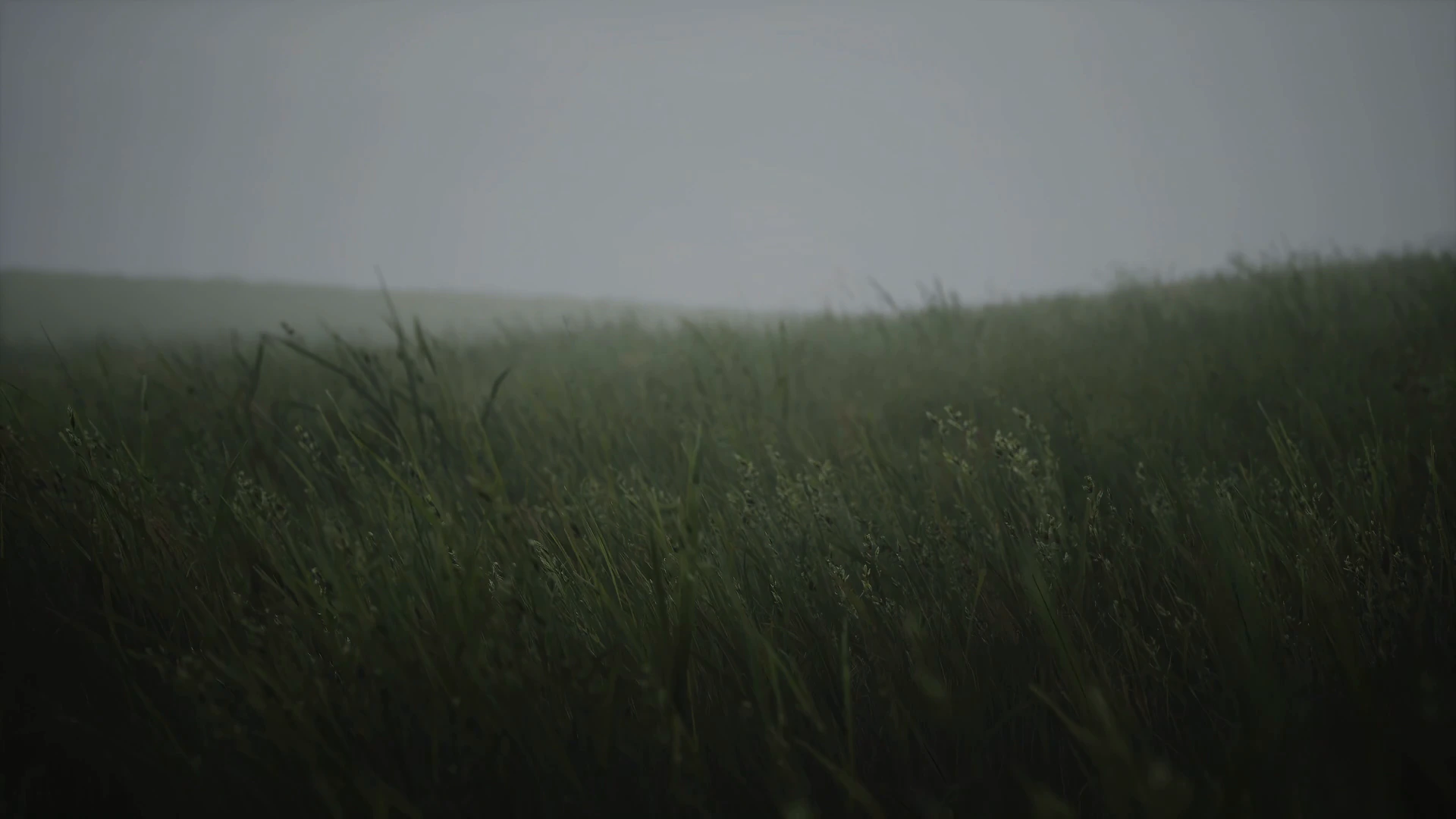 Wind-Swept Grass in Soft Focus